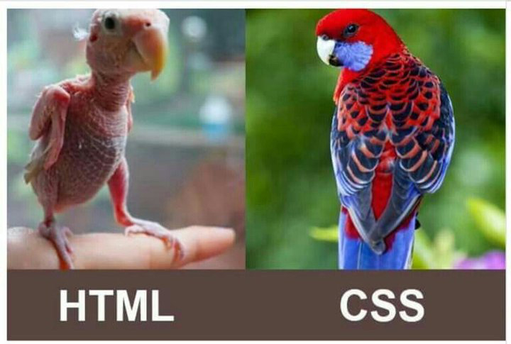 تفاوت css  و html